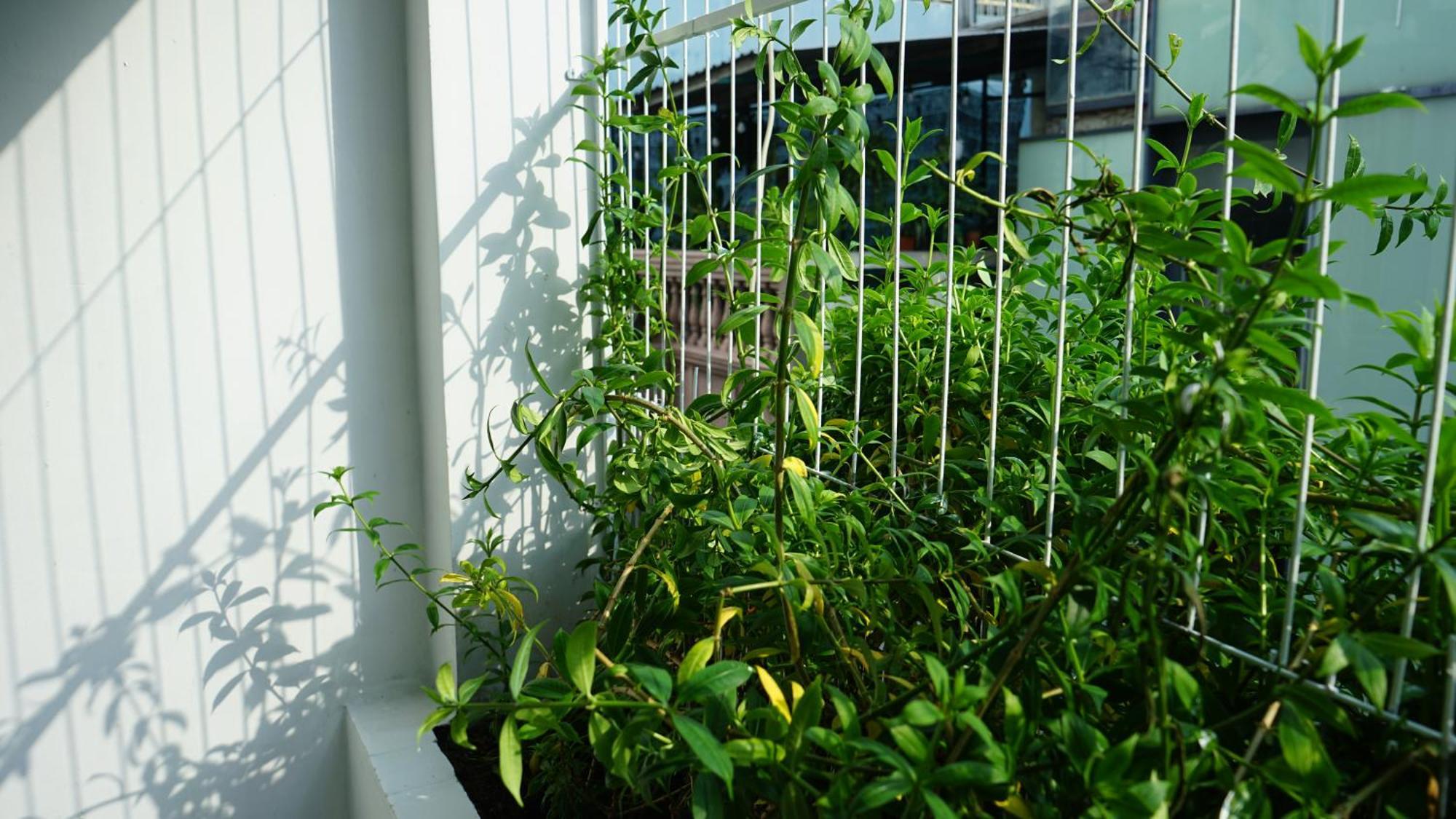 Maiam Homestay Cidade de Ho Chi Minh Exterior foto